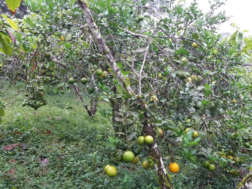 Imagen 13 de 14 de Hermosa Finca Vacacional Y Productiva En Vía A Las Mercedes