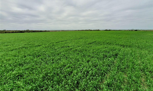 Campo En La Paz