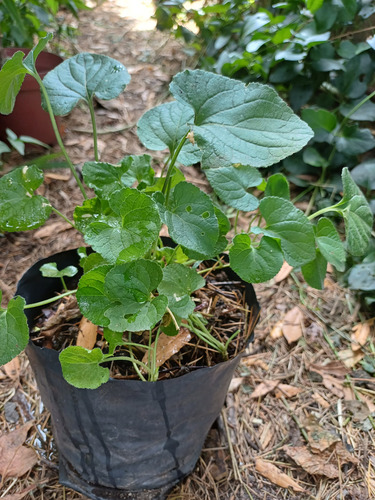 Centella Asiática Planta (gotu Kola)