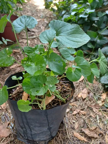 Centella Asiática Planta (gotu Kola)