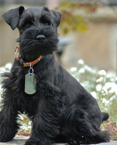 Divertido Schnauzer Miniatura Negro Lidia Sico