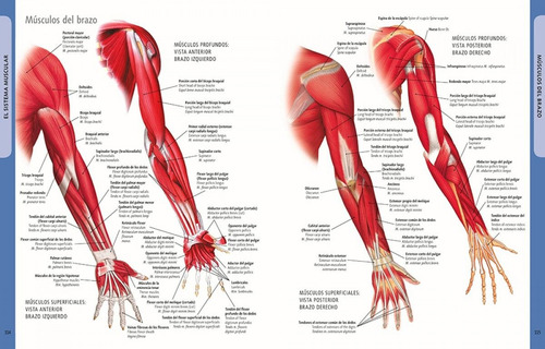 Cuerpo Humano Manual De Identificación Español Inglés Latín