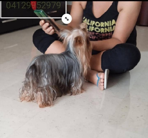 Imagen 5 de 5 de Yorkshire Terrier Mini Macho