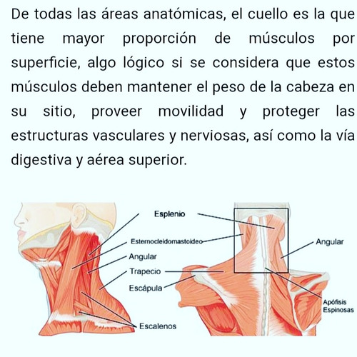 Imagen 2 de 9 de Masajes: Relax Y Descontract. Tratam. Corporales Y Faciales