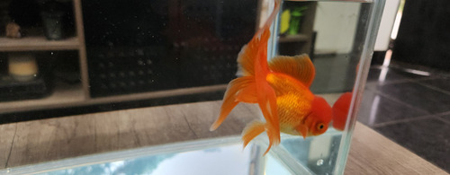 Pez Oranda Cabeza De Leon .2 Durazno Dorado