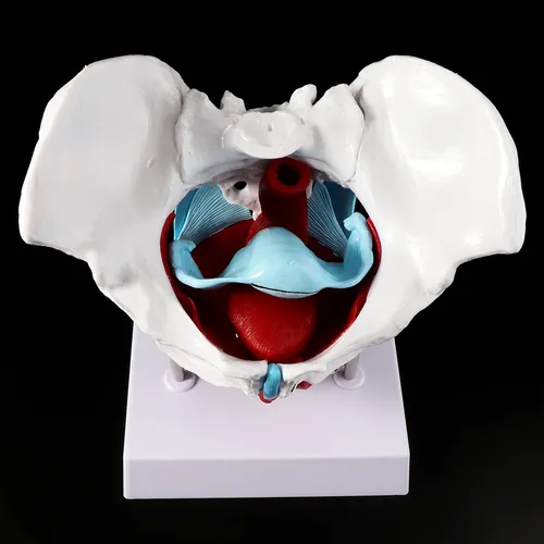 Modelo De Músculo Pélvico De La Pelvis Femenina, Útero, Ovar