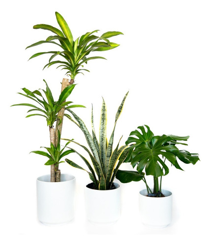 Kit De Plantas Y Macetas