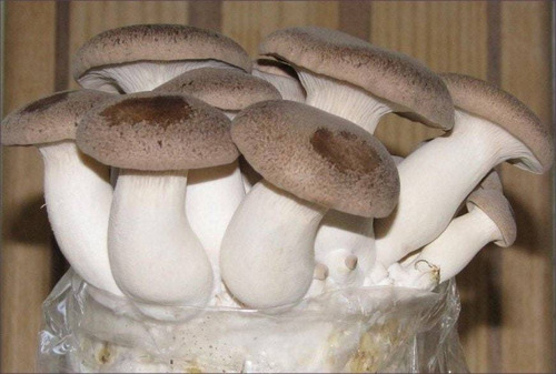 Hongo,micelio De Pleurotus Eryngii (seta De Cardo) 