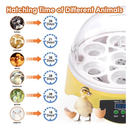 Mini Incubadora Automática Barata Pequena E Barata 7 Ovos