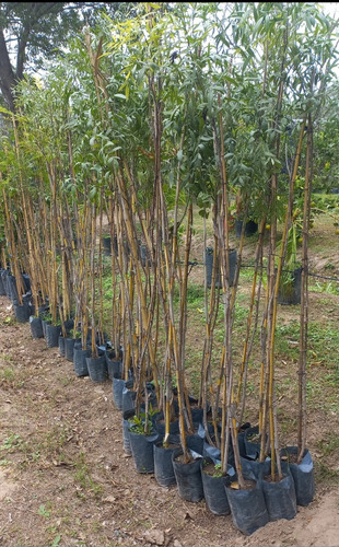 10 (diez) Aguaribay. Schinus Areira. Envio A Todo El País