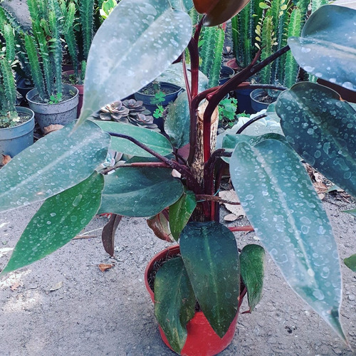 Imagen 4 de 10 de Plantas De Interior Philodendron, Potus, Pothos, Cordatum