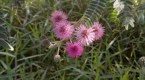 Muda Bracatinga De Campo Mourão Lilás