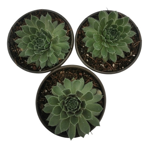 Sempervivum Kalinda Set 3 Pzas