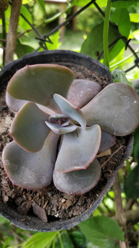 Echeveria Dusty Rose