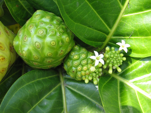 Noni Chá, Erva Seca Para Chá