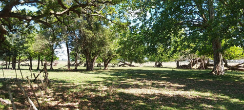 Imagen 5 de 8 de Magdalena - Campo Ganadero 296 Has - Baum Propiedades