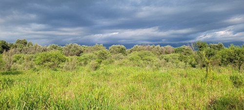 Imagen 4 de 27 de Oportunidad Hermoso Campo Productivo Las Tapias