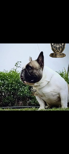 Cachorros Bull Dog Frances Café