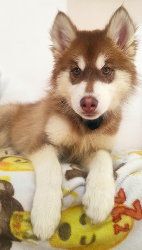 Cachorros Husky Rojos