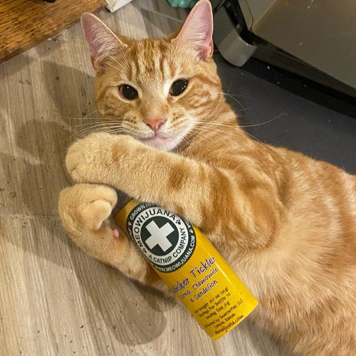 Catnip Para Gato Hierba Gatera, Manzanilla Y Diente De León