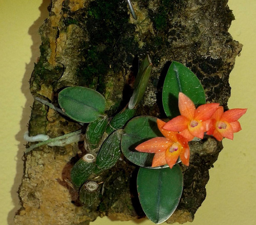 Sophronitis Cernua Adulta