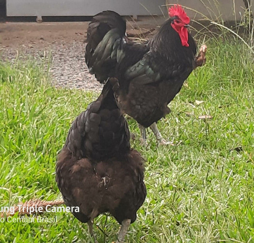Gigante Negro De Jersey - 12 Ovos