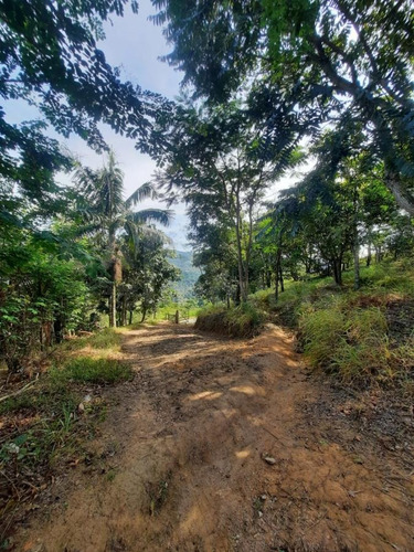 Imagem 5 de 14 de Chácara Para Venda Em Cajamar, Ponunduva, 1 Dormitório, 1 Banheiro, 1 Vaga - 23091_1-2356960