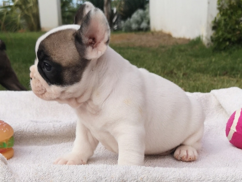 Cachorros  Bulldog  Frances M Con Pedigree Consulte Machos 