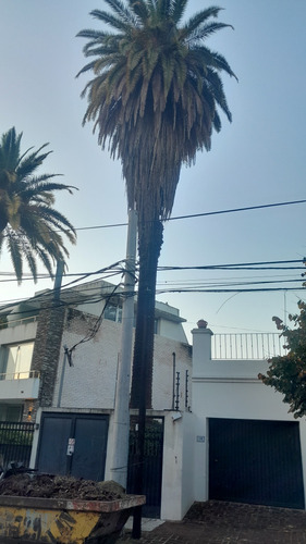 Poda De Árboles Y Limpieza De Palmeras