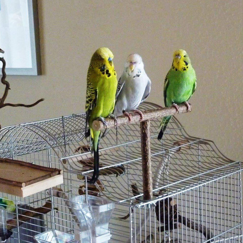 Parrot Training Brinquedo Bird Paw Moagem Stand Poleiros