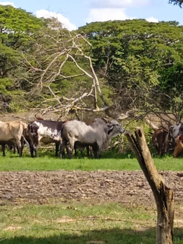 Imagen 6 de 6 de Finca En Los Obispos, Barinas A 30 Min. De Barinas