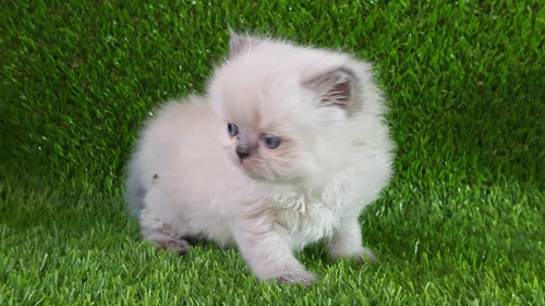 Imagen 2 de 3 de Gato Persa Ojos Azules