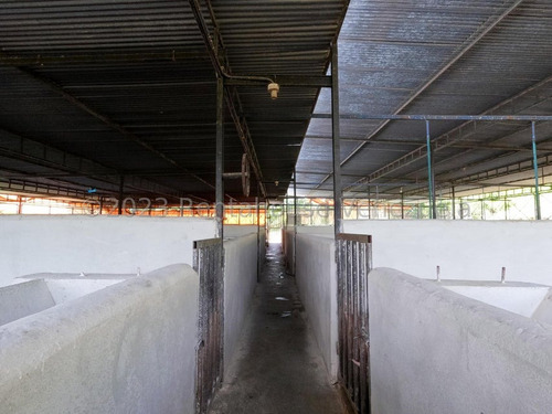 Carlos Colmenarez Vende Finca 28hec (todas Empastadas) Cercas Perimetrales 02 Cochineras; 01 Cochinera Para 150 Madres Y Capacidad De 800 Animales De Engorde 01 Cochinera Con Capacidad De 400 Animale