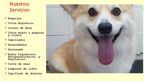 Peluquería Canina A Domicilio Y Salón Mdeo Y Cdad Dela Costa