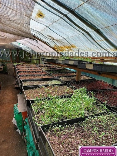 Imagen 7 de 12 de Fondo De Comercio Brotes Y Micro Vegetales Gastronómicos