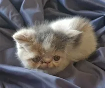 Comprar Gatos Persa Himalayos