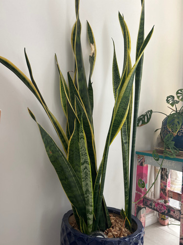 Sansevieria Lengua De Suegra Con Maceta 1.10metros Verde