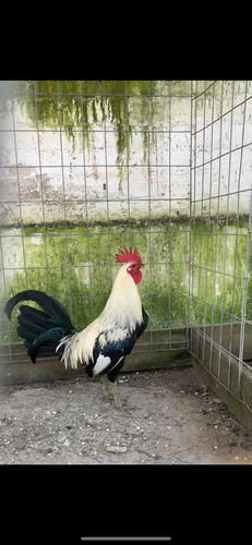 Huevo Fértil Gallo Fino