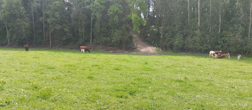 Parcela De 6,5 Ha En Comuna Rio Claro, Region Del Maule,