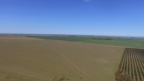 Imagen 19 de 21 de 500 Has. Campo Con Olivares - Coronel Dorrego