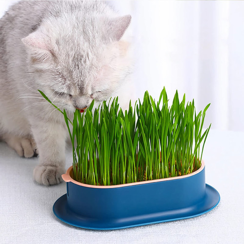 Kit De Plantador Hidropônico Cat Grass, Sem Sementes, Para G