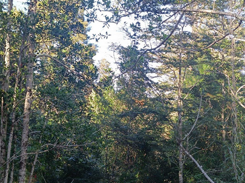 Vende Parcela Cond Piedra Blanca , Valdivia (108616)