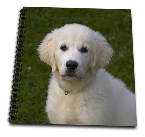 Cachorro Lindo Blanco  Golden Retrievermemory Book, 12 ...