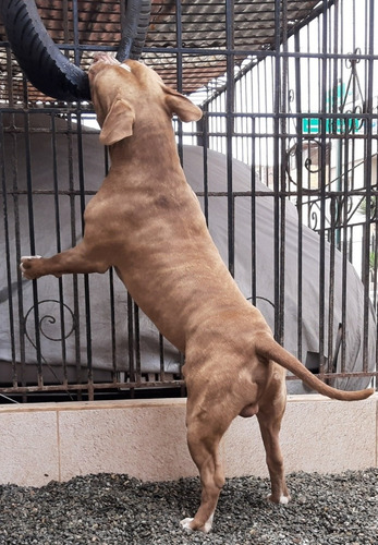 Imagen 3 de 4 de Servicio De Monta Pitbull (o Fusion Bully)