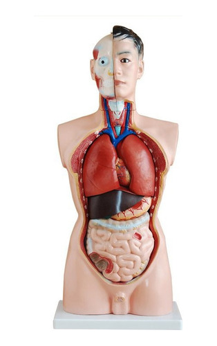 Torso Masculino Em Tamanho Real, 85cm 19 Partes