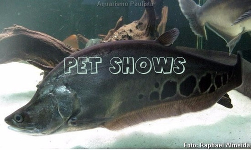 African Faca Negro - Xenomystus Nigri - Pet Show