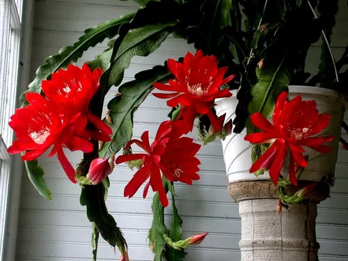 Cacto Orquidea Epiphyllum à venda em São João da Barra Rio de Janeiro por  apenas R$ 49.00 - OCompra.com Brasil