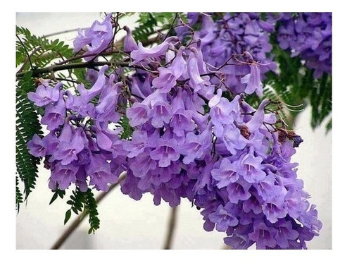 Kit 10 Unidades Jacarandá Mimoso - Jacaranda Mimosifolia
