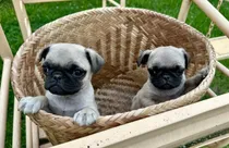 Comprar Cachorros Pug Carlino