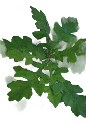 Arbol De Encino Bur De Semilla (bellota) Quercus Macrocapha